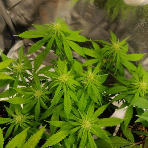 Amnesia Haze (Done) growlog timeline photo