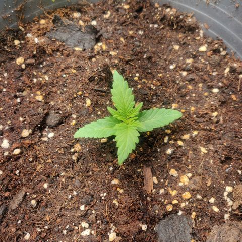 Blueberry Automatic (Done) growlog timeline photo