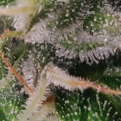 Pink Rozay Automatic (Done) growlog timeline photo