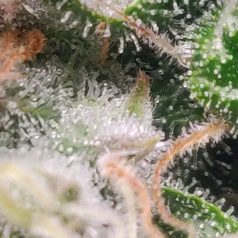Pink Rozay Automatic (Done) growlog timeline photo