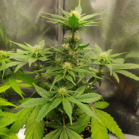 Blue Dream Matic (Done) growlog timeline photo