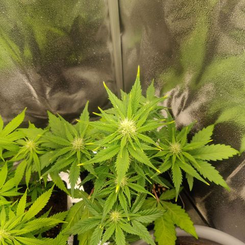 Blue Dream Matic (Done) growlog timeline photo