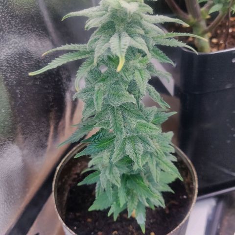 Green-O-Matic (Done) growlog timeline photo