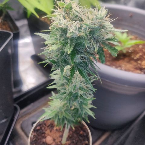 Pink Rozay Automatic (Done) growlog timeline photo
