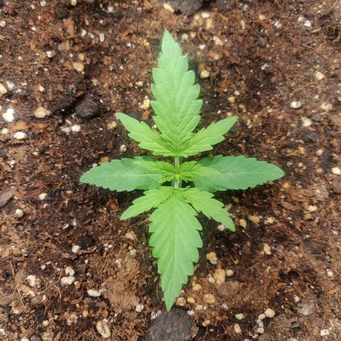 Blueberry Automatic (Done) growlog timeline photo