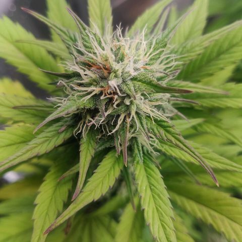 Dark Devil Auto (Done) growlog timeline photo