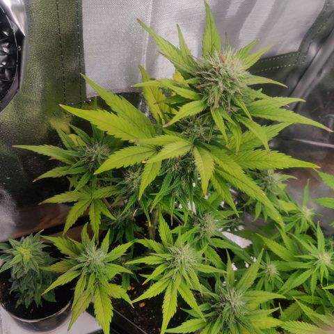 Dark Devil Auto (Done) growlog timeline photo