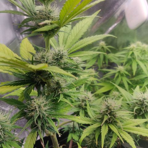 Dark Devil Auto (Done) growlog timeline photo
