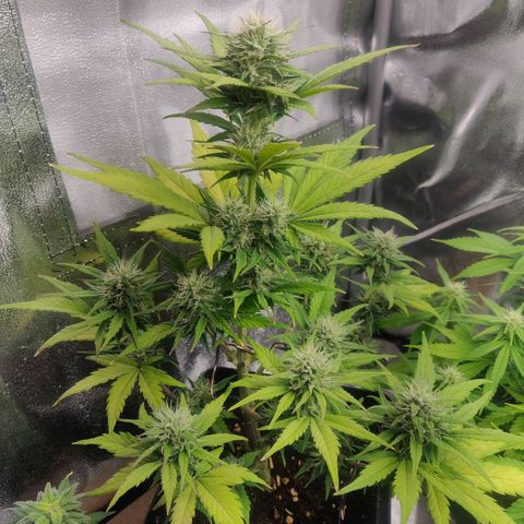 Dark Devil Auto (Done) growlog timeline photo