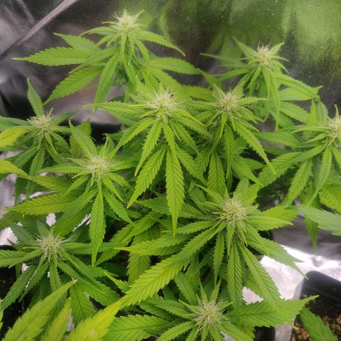 Amnesia Haze (Done) growlog timeline photo