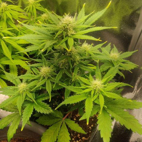 Blue Dream Matic (Done) growlog timeline photo