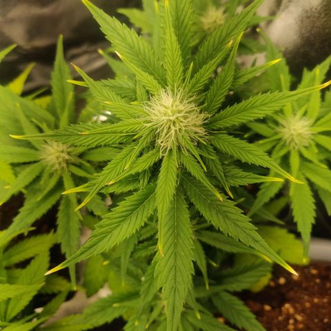 Blue Dream Matic (Done) growlog timeline photo