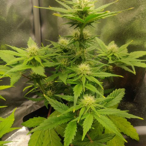 Blue Dream Matic (Done) growlog timeline photo