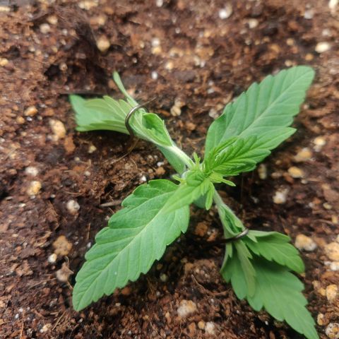 Blueberry Automatic (Done) growlog timeline photo