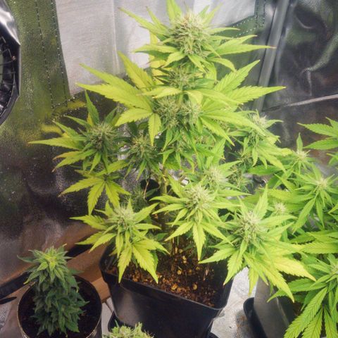Dark Devil Auto (Done) growlog timeline photo