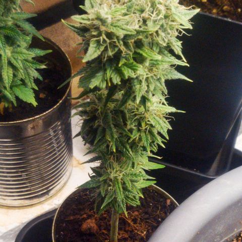 Pink Rozay Automatic (Done) growlog timeline photo