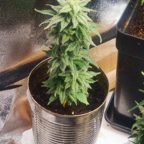Green-O-Matic (Done) growlog timeline photo