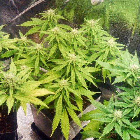 Amnesia Haze (Done) growlog timeline photo
