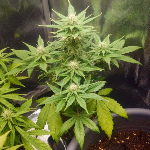 Blue Dream Matic (Done) growlog timeline photo