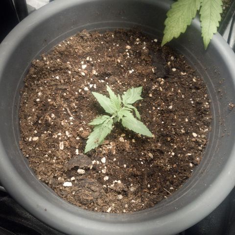 Blueberry Automatic (Done) growlog timeline photo