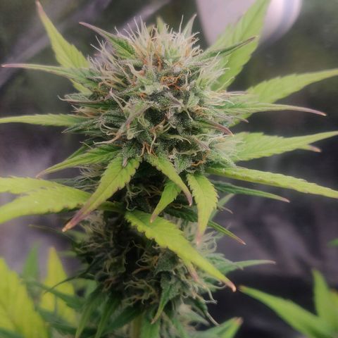 Dark Devil Auto (Done) growlog timeline photo