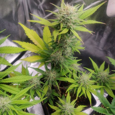 Dark Devil Auto (Done) growlog timeline photo