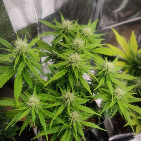 Amnesia Haze (Done) growlog timeline photo