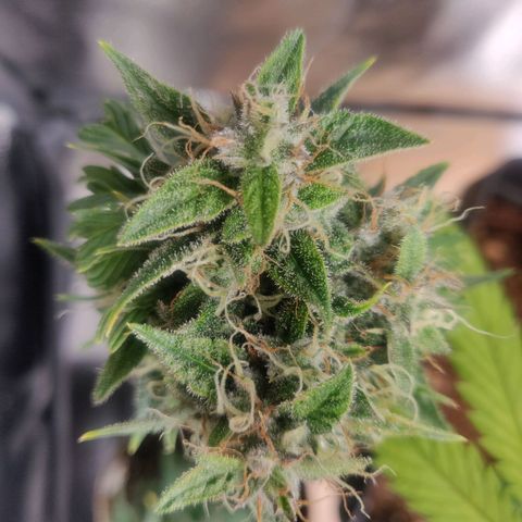 Pink Rozay Automatic (Done) growlog timeline photo