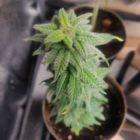 Green-O-Matic (Done) growlog timeline photo