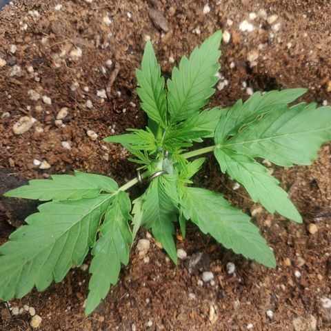Blueberry Automatic (Done) growlog timeline photo
