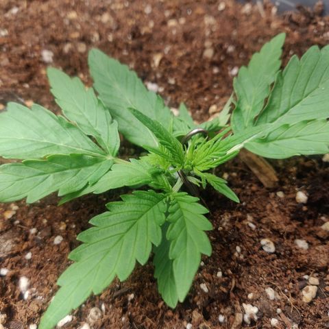 Blueberry Automatic (Done) growlog timeline photo