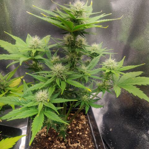 Blue Dream Matic (Done) growlog timeline photo