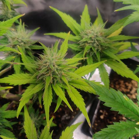 Dark Devil Auto (Done) growlog timeline photo