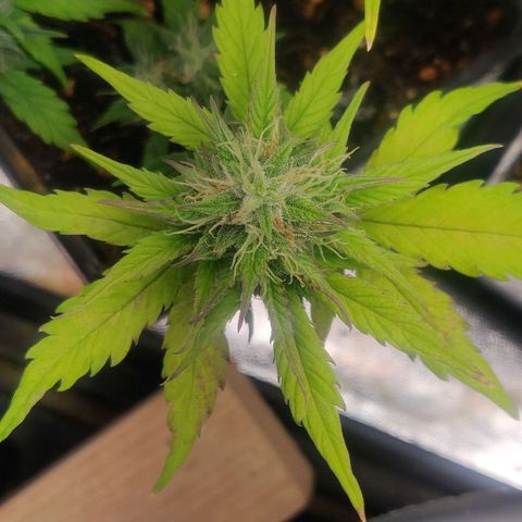 Dark Devil Auto (Done) growlog timeline photo