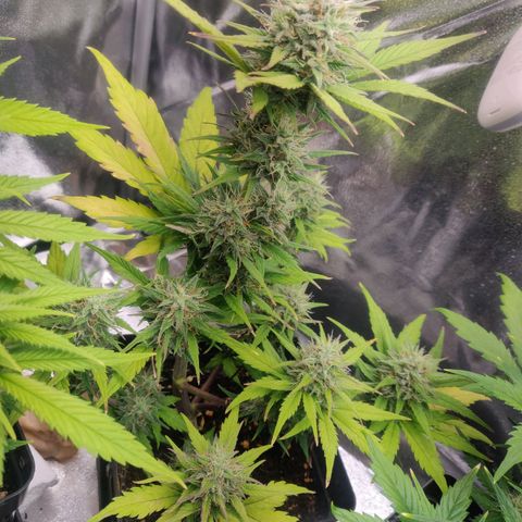 Dark Devil Auto (Done) growlog timeline photo