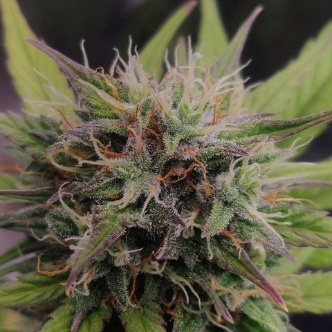 Dark Devil Auto (Done) growlog timeline photo