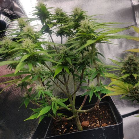 Amnesia Haze (Done) growlog timeline photo