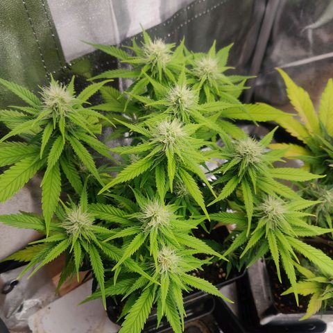 Amnesia Haze (Done) growlog timeline photo