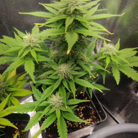 Blue Dream Matic (Done) growlog timeline photo