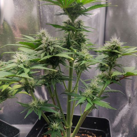 Blue Dream Matic (Done) growlog timeline photo