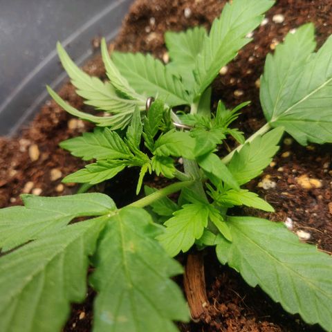 Blueberry Automatic (Done) growlog timeline photo
