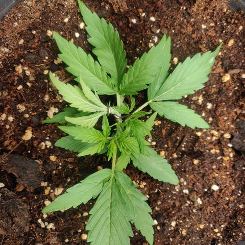 Blueberry Automatic (Done) growlog timeline photo
