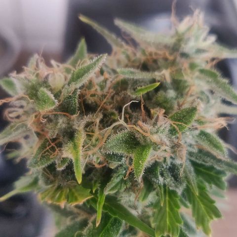 Pink Rozay Automatic (Done) growlog timeline photo