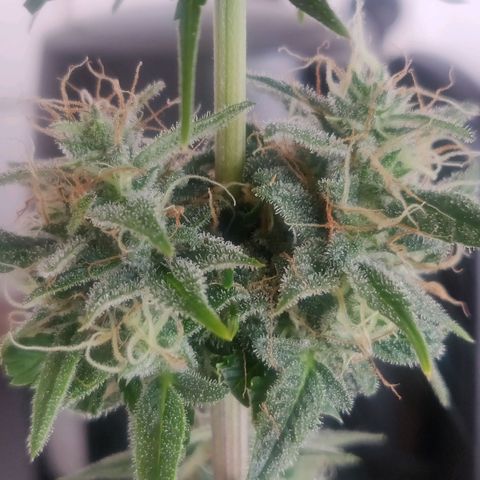 Pink Rozay Automatic (Done) growlog timeline photo