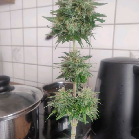 Pink Rozay Automatic (Done) growlog timeline photo