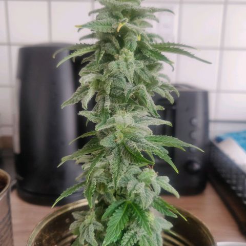 Green-O-Matic (Done) growlog timeline photo