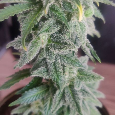 Green-O-Matic (Done) growlog timeline photo