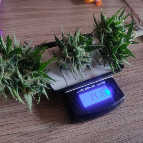 Pink Rozay Automatic (Done) growlog photo: 14,18 Nassgewicht + Stamm