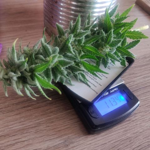 Green-O-Matic (Done) growlog photo: 11,34g Nassgewicht+ Stamm
