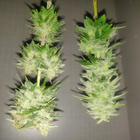 Pink Rozay Automatic (Done) growlog timeline photo